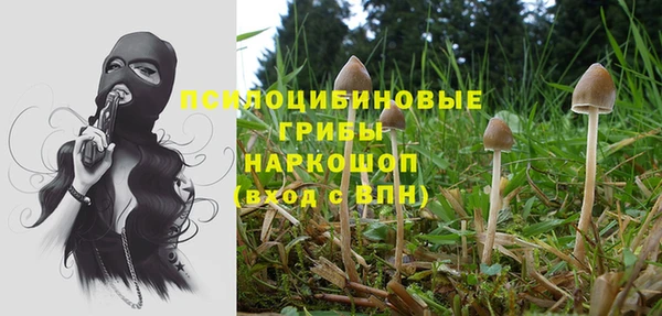 дмт Богданович